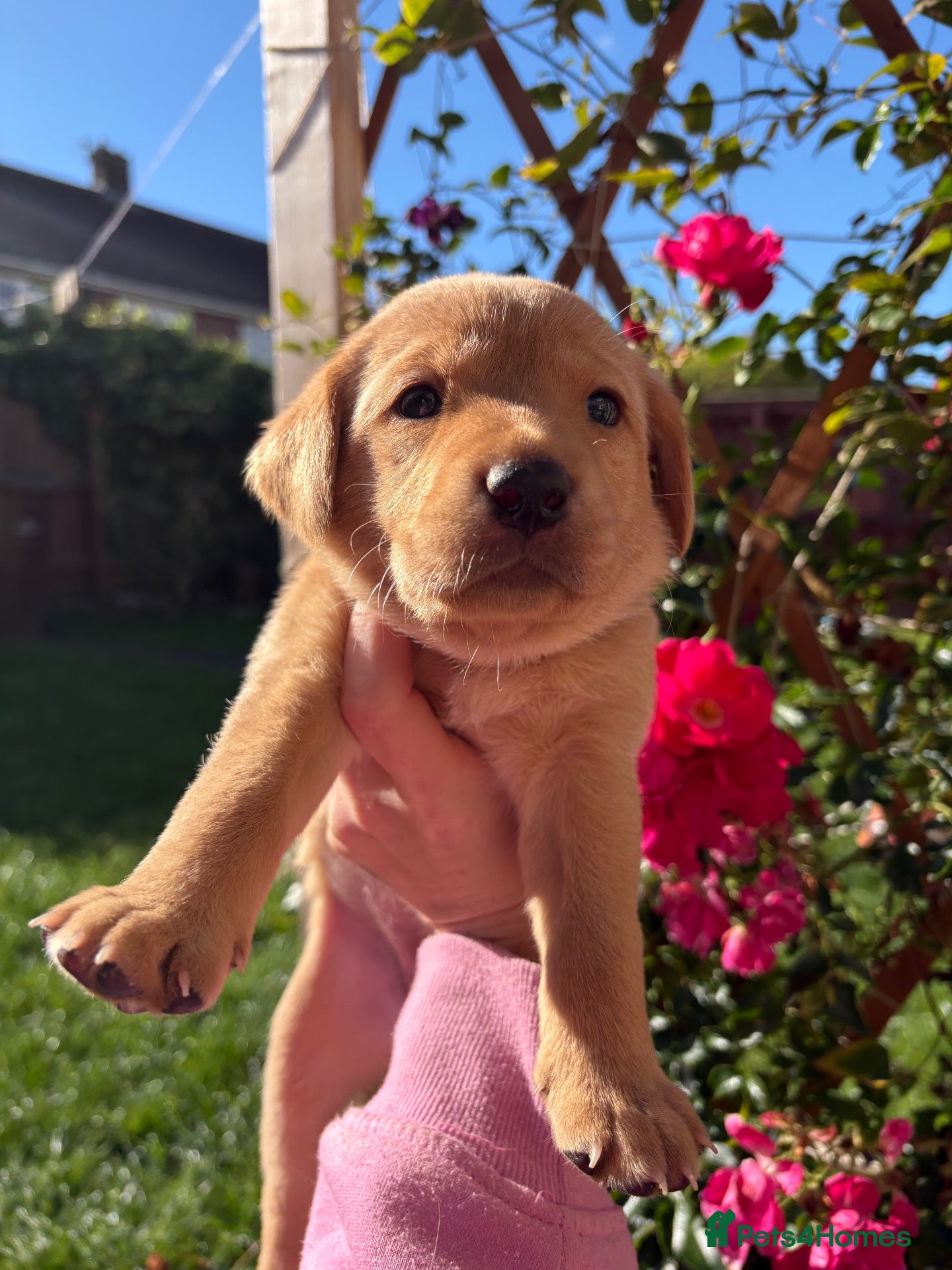 Labrador Retriever dogs 6 outstanding working Labrador retriever pups - Advert 4