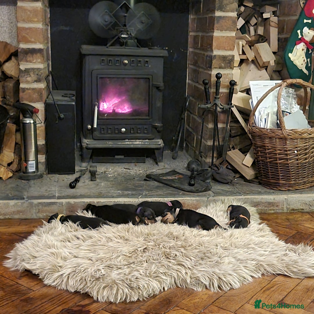 Miniature Pinscher dogs for sale: Miniature pinscher pups - Advert 16