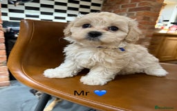 Maltipoo dogs for sale: Outstanding Maltipoo Puppies - Image 15