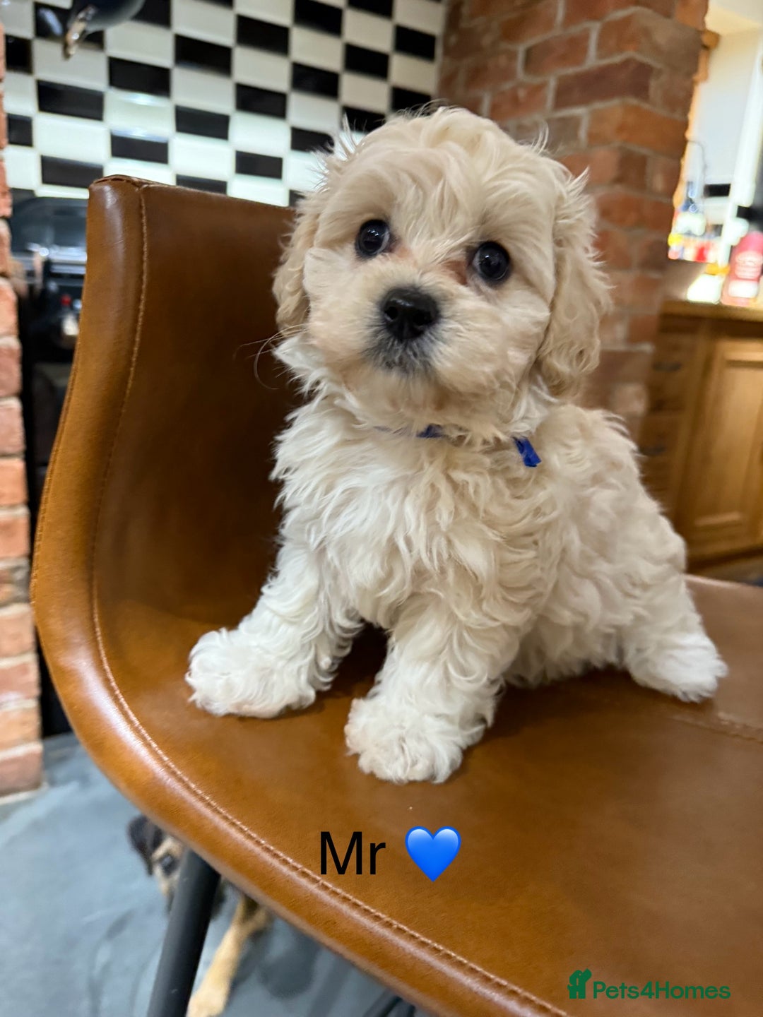 Maltipoo dogs for sale: Outstanding Maltipoo Puppies - Image 15