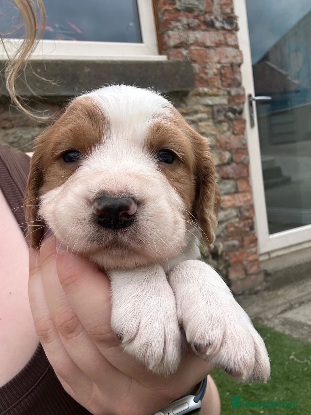 Sprocker dogs for sale: 3/4 cocker 1/4 springer pups  - Advert 1