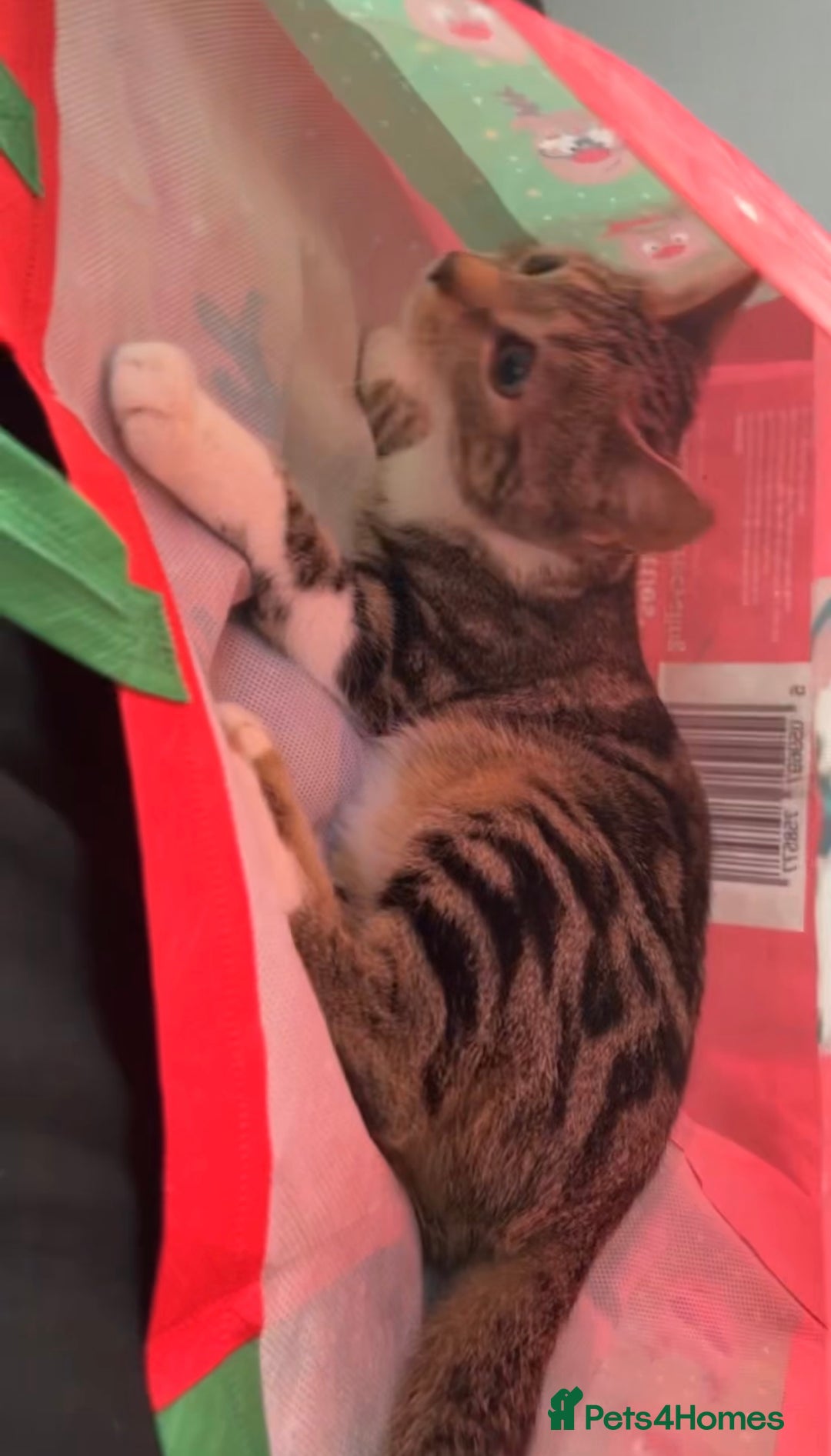 Mixed Breed cats for sale: Female cat  - Advert 5