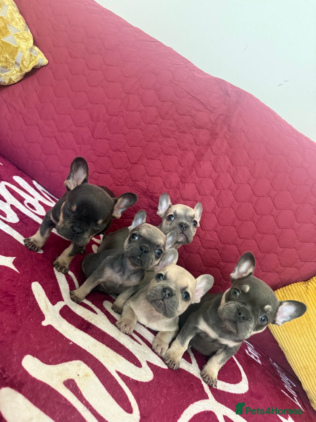 French Bulldog dogs for sale: Beautiful litter of French bulldog puppies  - Image 2