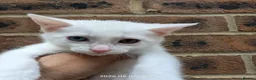 European cats for sale: Adorable Kittens  - Advert 5
