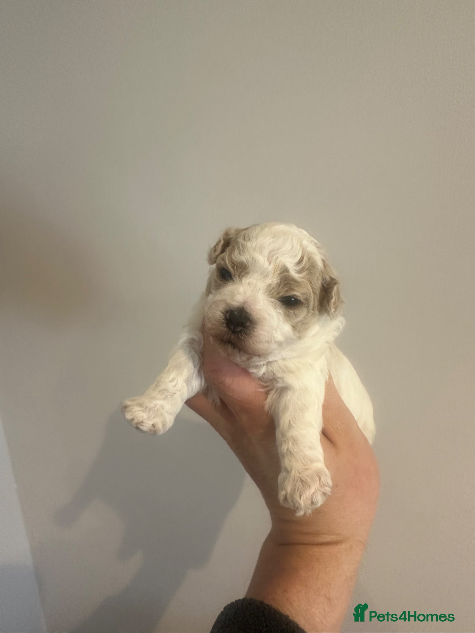 Maltipoo dogs  Tiny Maltipoo babys - Advert 2