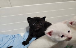 Mixed Breed cats for sale: Kittens Available to Reserve - Image 10