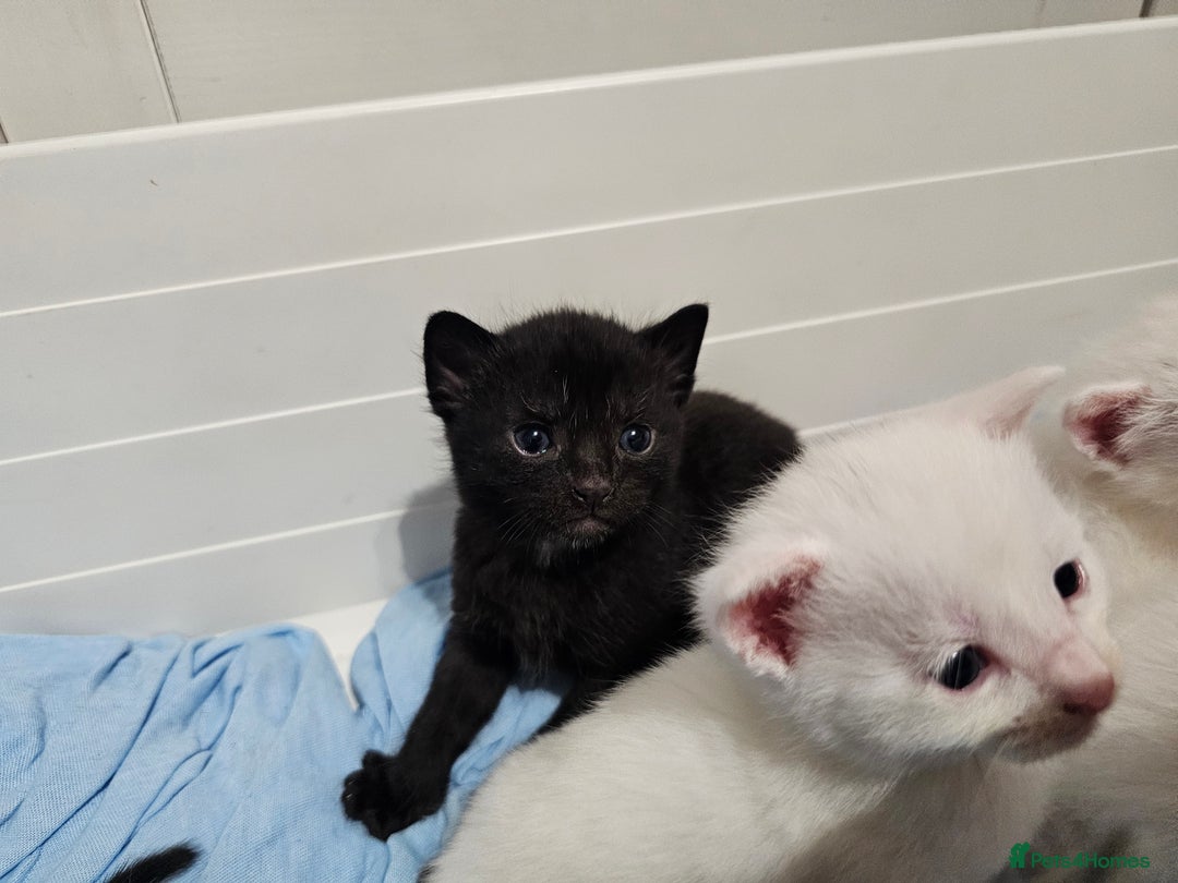 Mixed Breed cats for sale: Kittens Available to Reserve - Image 10