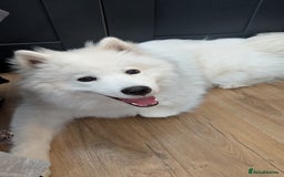 Samoyed dogs for sale: 1 year old Samoyed female for rehome - Image 2
