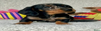 Dachshund Puppy 3