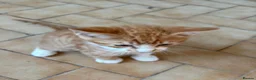 Mixed Breed cats for sale: These mixed breed kittens looking for loving homes in Bromley - Advert 4