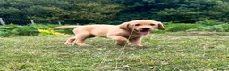 Labrador Retriever dogs for sale: Gorgeous fox red Labrador female puppies - Advert 10