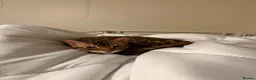 Bengal cats for sale: ❤️⭐️ Exceptional Bengal Male ⭐️❤️ - Advert 13