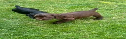 Cocker Spaniel dogs for sale: Fully Health tested kc registered last choc boy  - Advert 4
