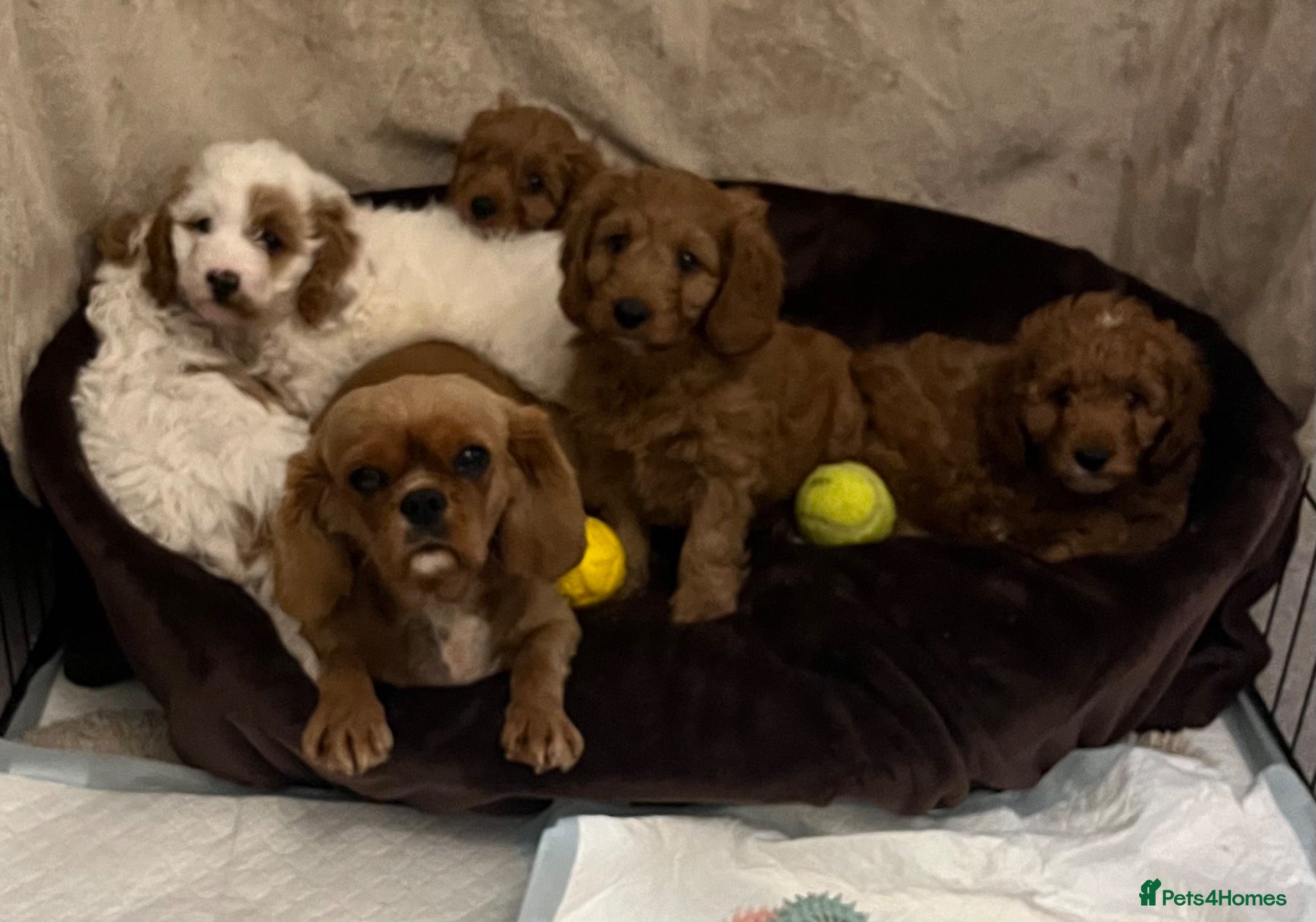 Cavapoo dogs 🐶🐾Stunning health clear cavapoo puppies🐾🐶 - Advert 2