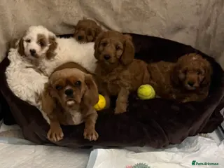 Cavapoo dogs 🐶🐾Stunning health clear cavapoo puppies🐾🐶 - Advert 4