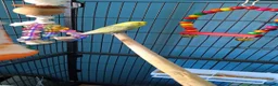Budgerigars birds for sale: budgie looking for an experienced home  - Advert 1