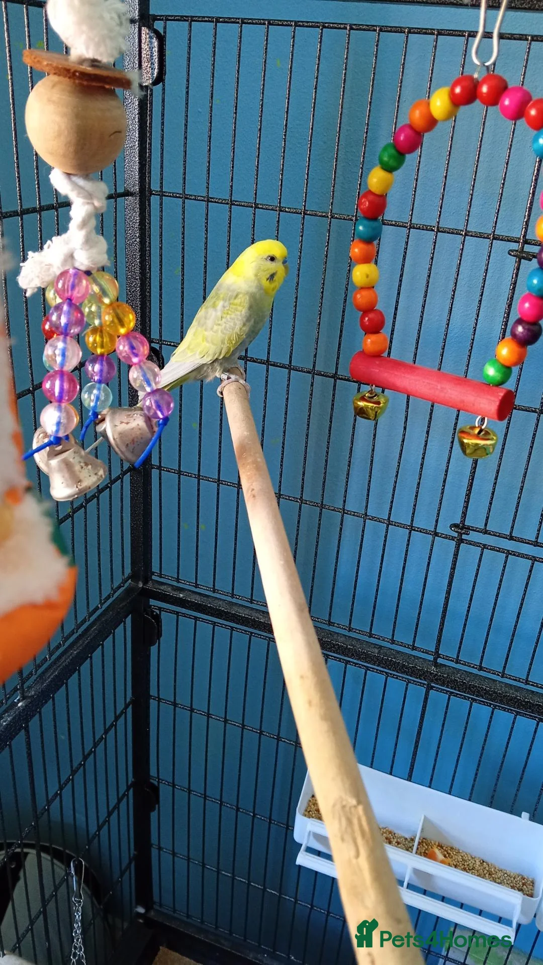 Budgerigars birds for sale: budgie looking for an experienced home  - Advert 1