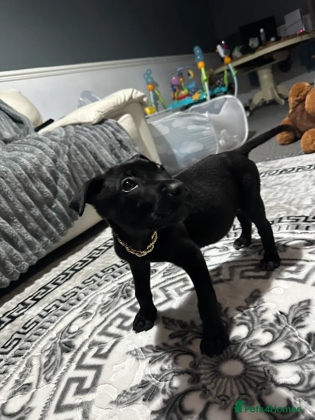 Mixed Breed dogs for sale: Belgian Malinois X pressa canerio  🔥🔥🔥🔥🔥🔥🔥 in Washington - Advert 2