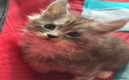 Maine Coon cats for sale: Beautiful playful 4 mainecoons kittens  - Image 3