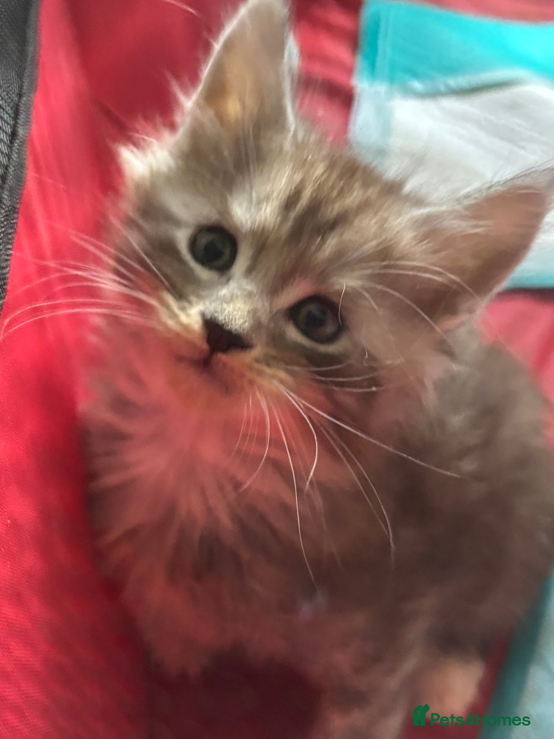Maine Coon cats for sale: Beautiful playful 4 mainecoons kittens  - Image 3