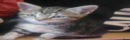 Mixed Breed cats for sale: Urgently Two male kitties looking for new home  in London - Advert 5