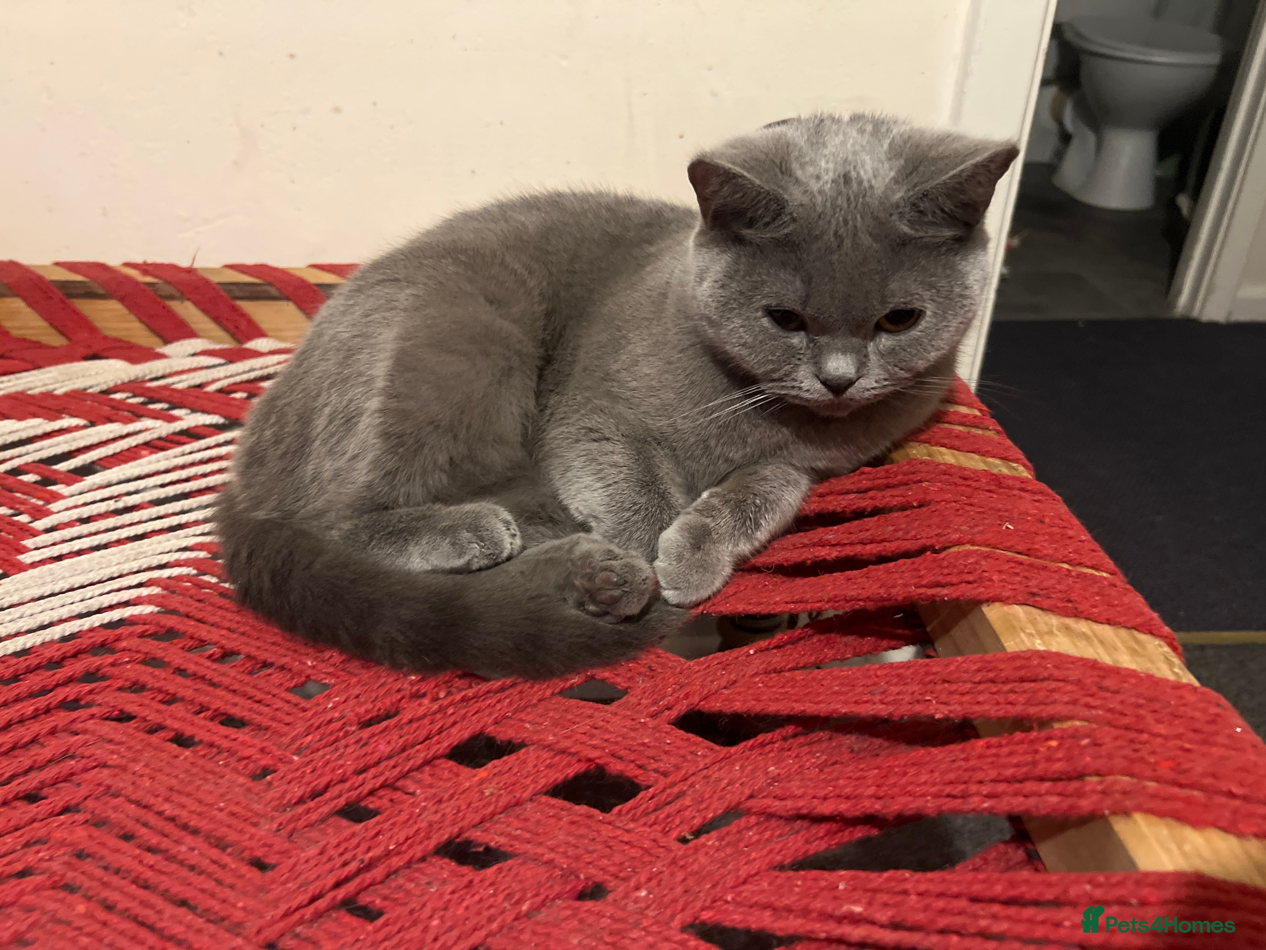 Mixed Breed cats British shorthair cross tabby - Advert 2