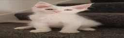 Maine Coon cats for sale: 🏅TICA🏅pure maine coon kittens - Advert 22