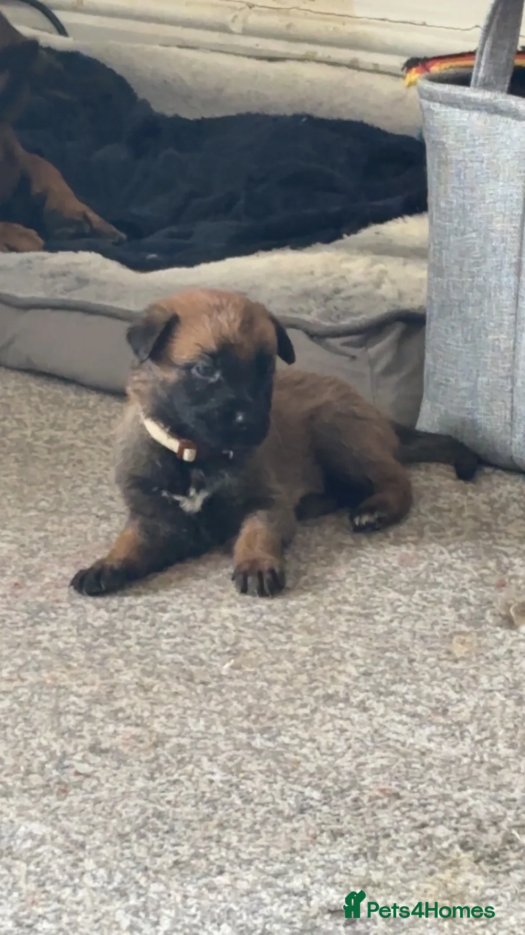 Belgian Shepherd Dog dogs for sale: Belgian malinois puppies - Advert 2