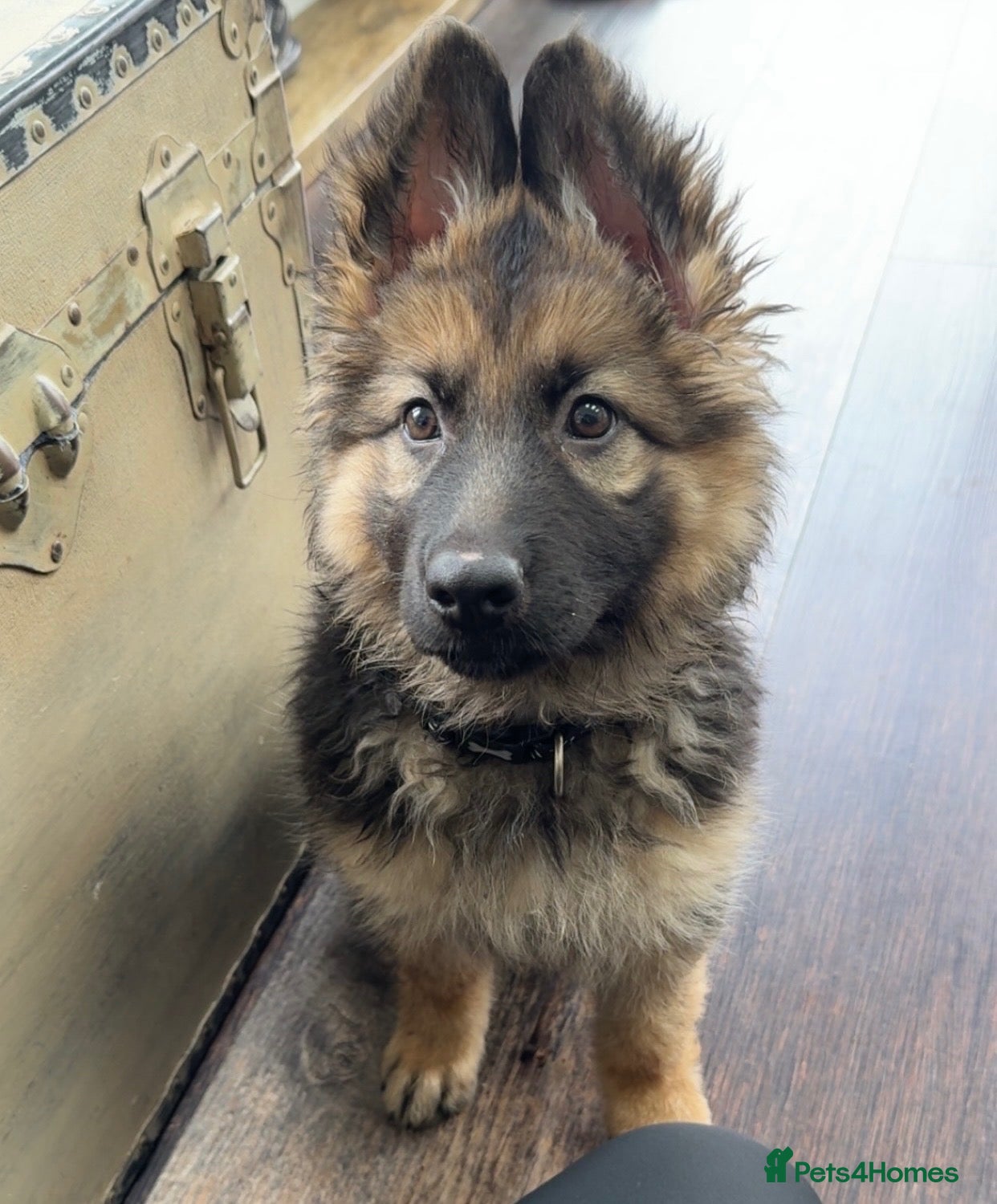 German Shepherd dogs German Shepherd Puppies - Advert 13