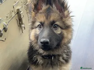 German Shepherd dogs German Shepherd Puppies - Advert 13