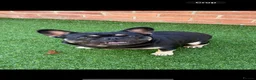 French Bulldog dogs for sale: French bull dog pups - Advert 9