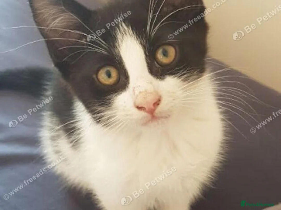 Mixed Breed cats for sale: Adorable kitten looking for a loving home. - Advert 1