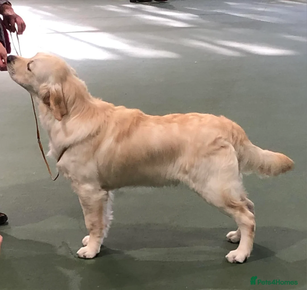 Golden Retriever dogs for stud: Cesarka Golden Retrievers in Conwy - Advert 16