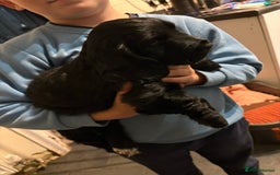 Cocker Spaniel dogs for sale: Gorgeous cocker spaniel puppy’s  - Image 5