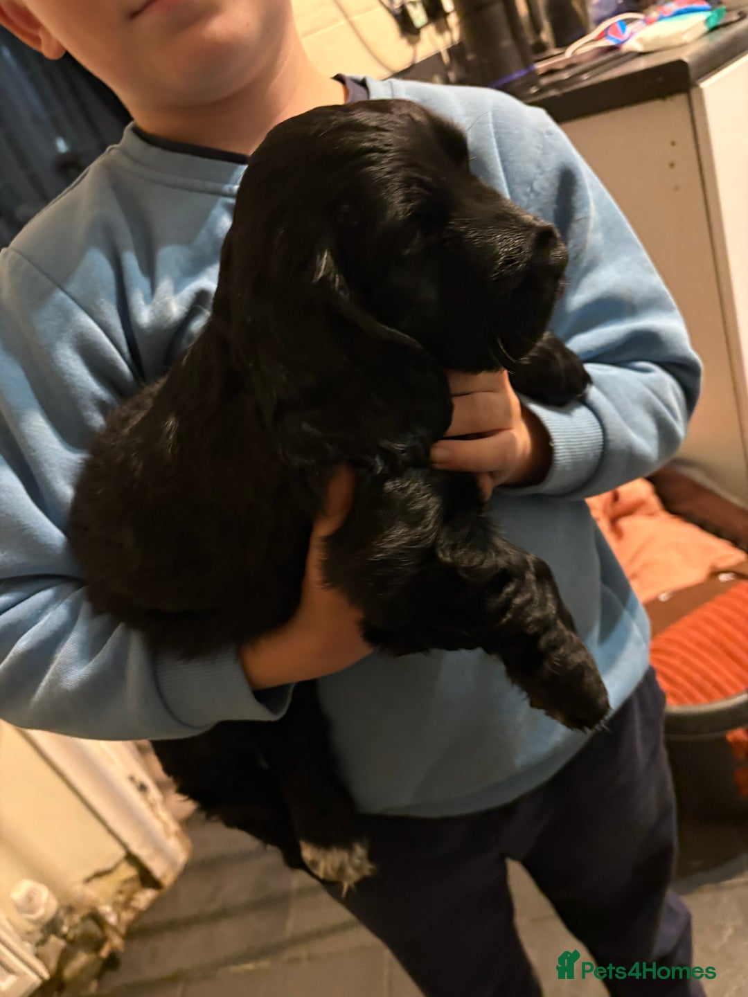 Cocker Spaniel dogs for sale: Gorgeous cocker spaniel puppy’s  - Image 5