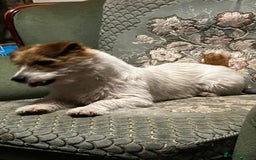 Jack Russell dogs for sale: Jack Russell puppies - Image 7