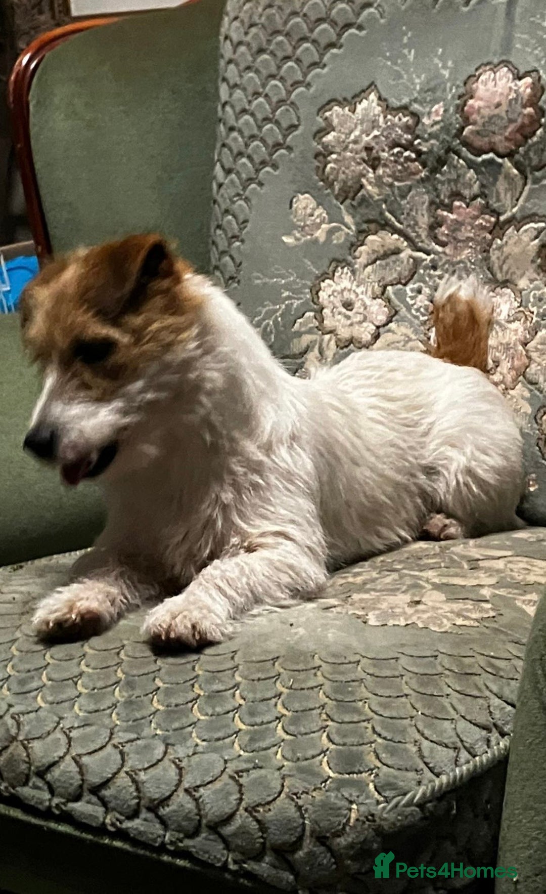 Jack Russell dogs for sale: Jack Russell puppies - Image 7