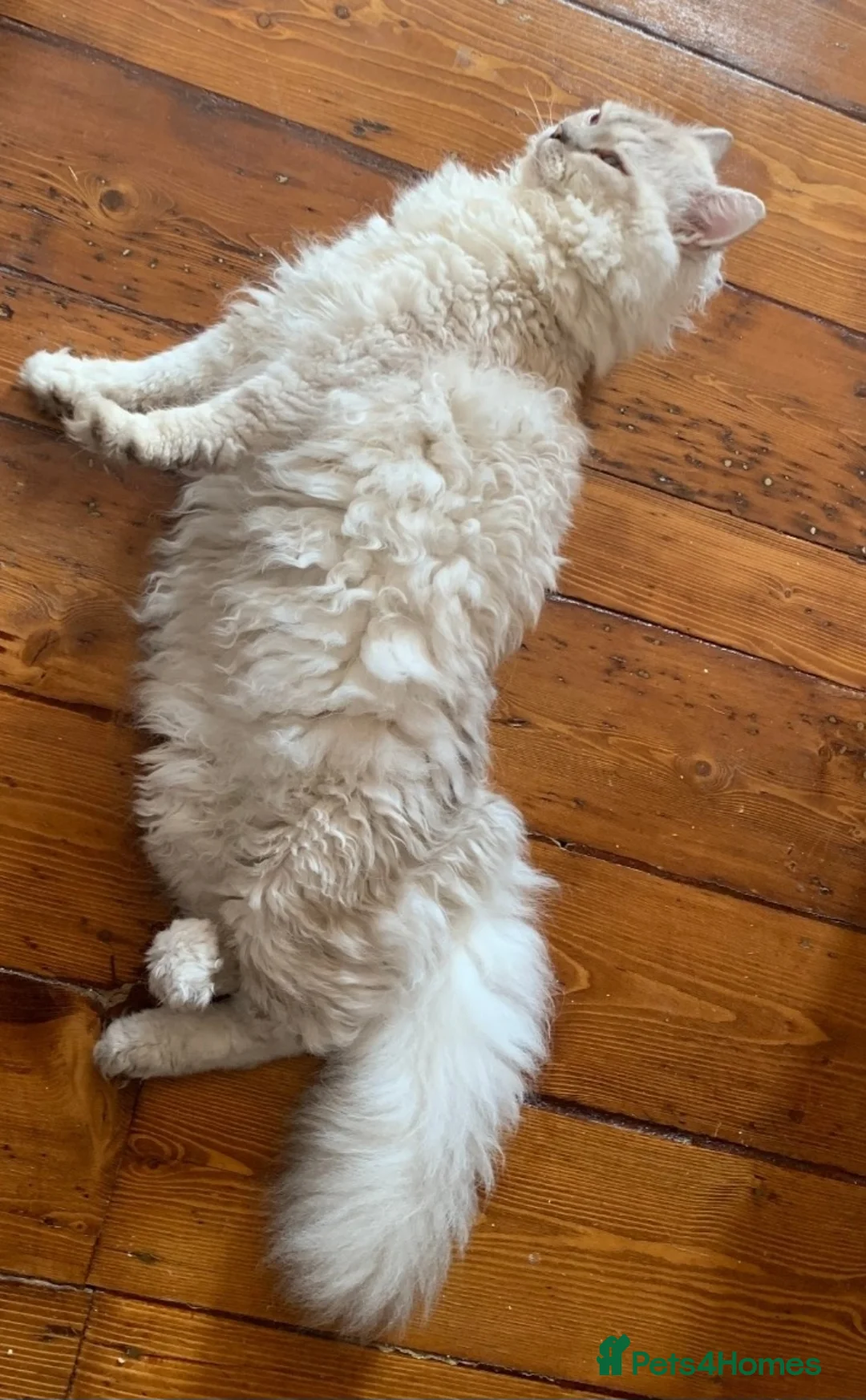 Selkirk Rex cats for stud: Handsome Selkirk  in London - Advert 3