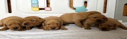 Labrador Retriever dogs for sale: 6 BEAUTIFUL FOX RED KC LABS, HEALTH TESTED PARENTS - Advert 8