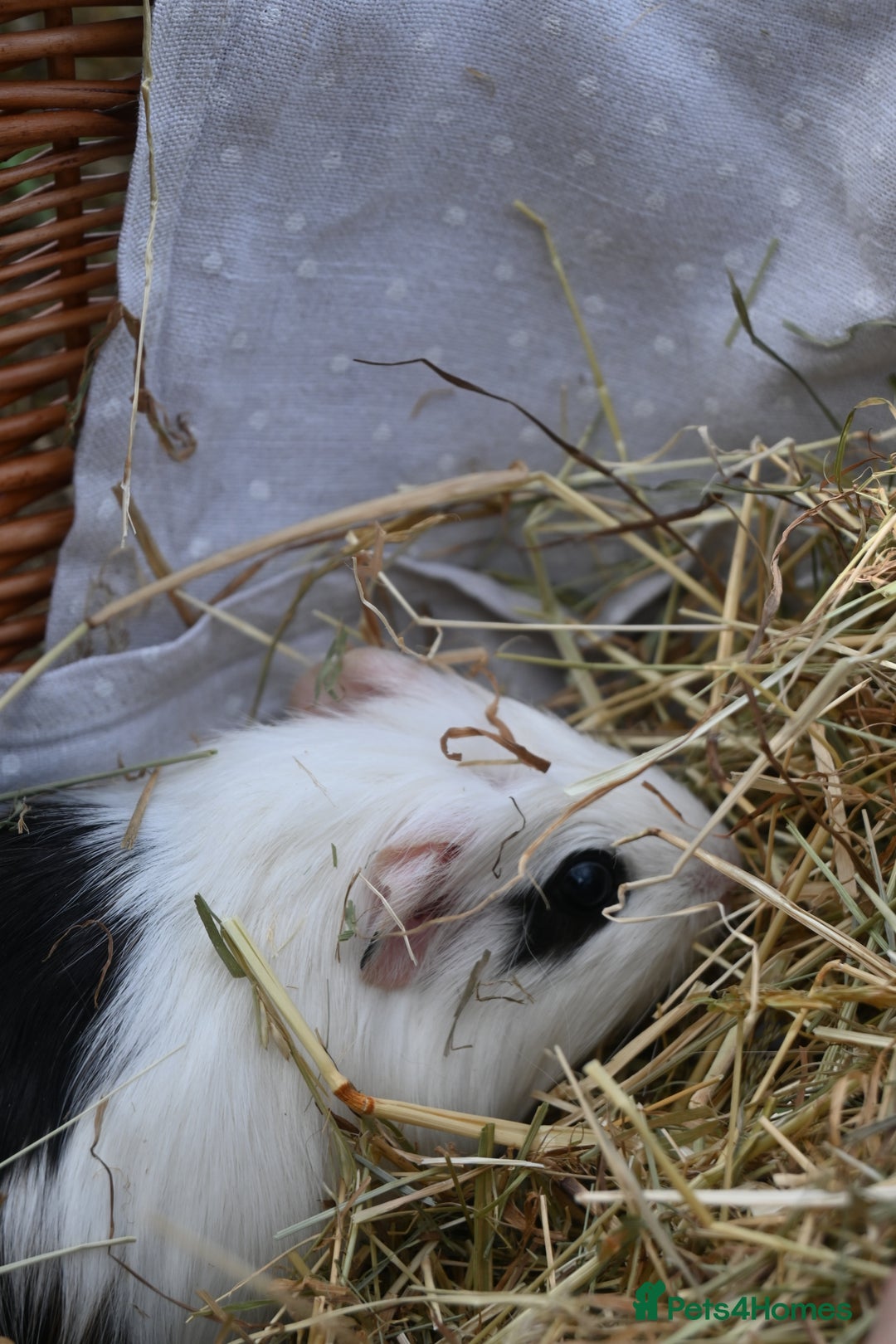 Guinea Pig rodents for sale: 2 Gorgeous Little Babies!🥰 - Image 2