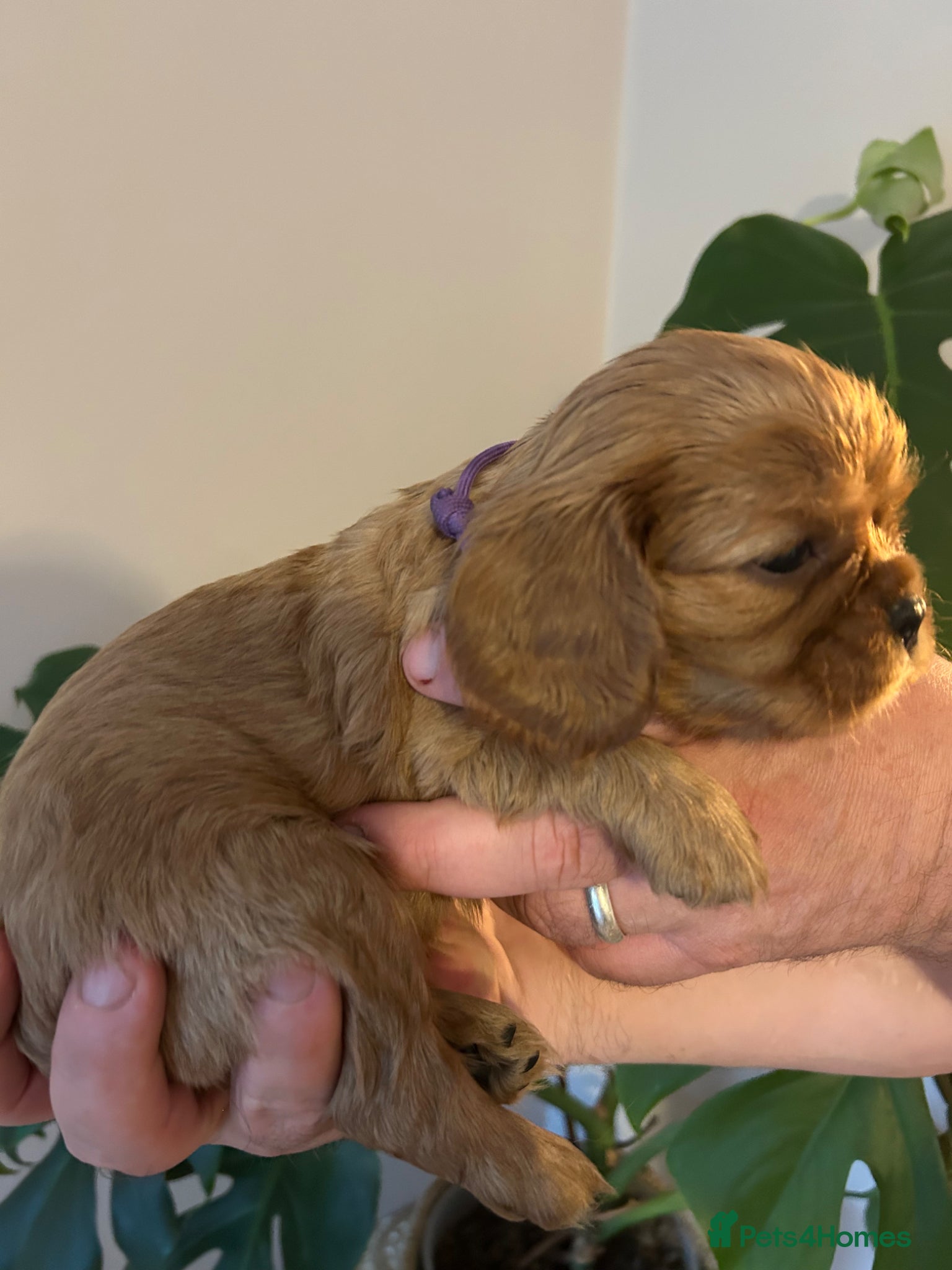 Cavalier King Charles Spaniel dogs Cavalier King Charles boys - Advert 2