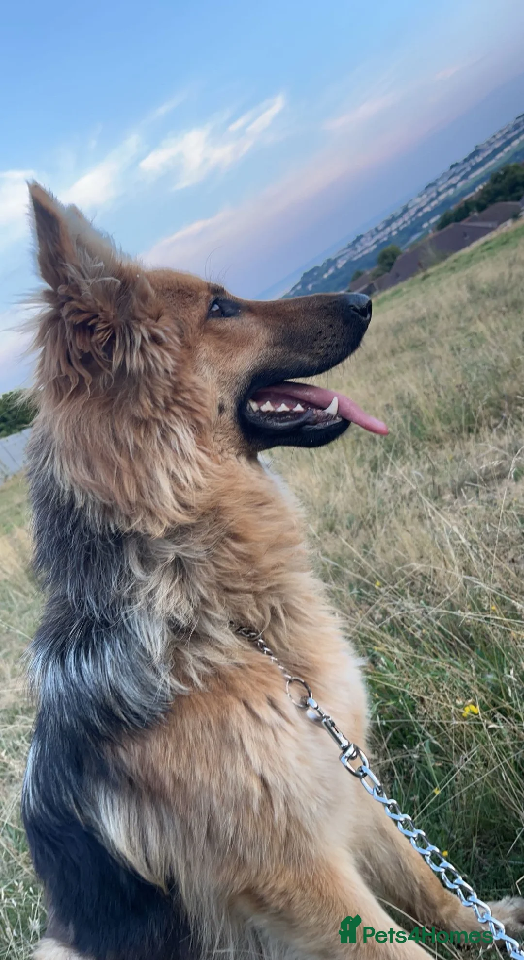 German Shepherd dogs for sale: Long haired German shepherd puppies  - Advert 15