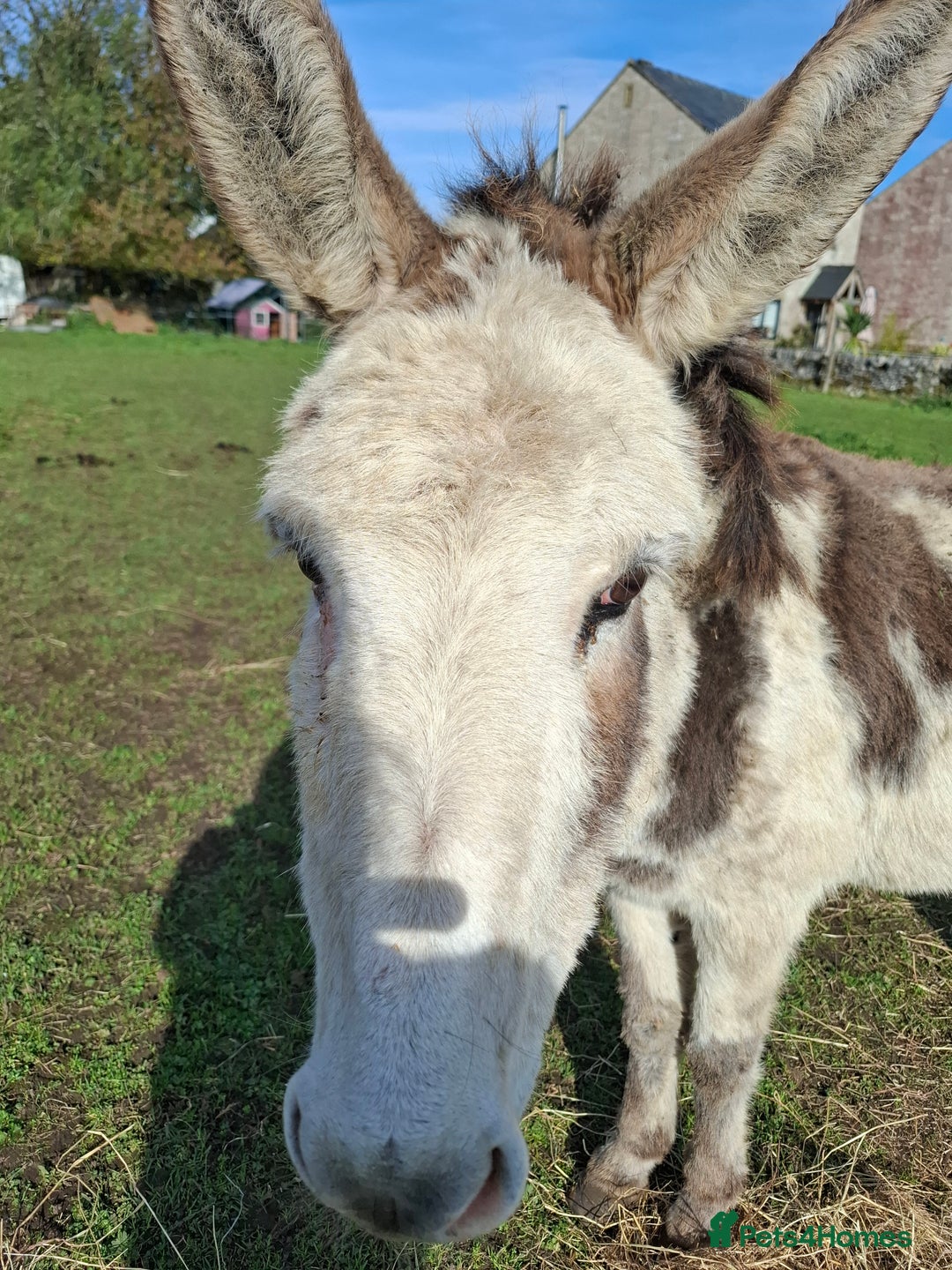 Donkey livestock for sale: Jenny donkey coloured believed in foal - Image 1