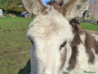 Donkey livestock for sale - Advert 1