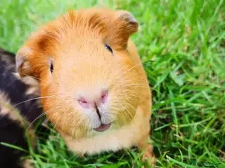 Guinea Pig rodents WANTED guinea pig - Advert 1