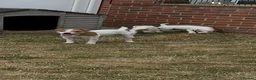 Jack Russell dogs for sale: Jack Russell Dog Pups for sale  - Advert 6