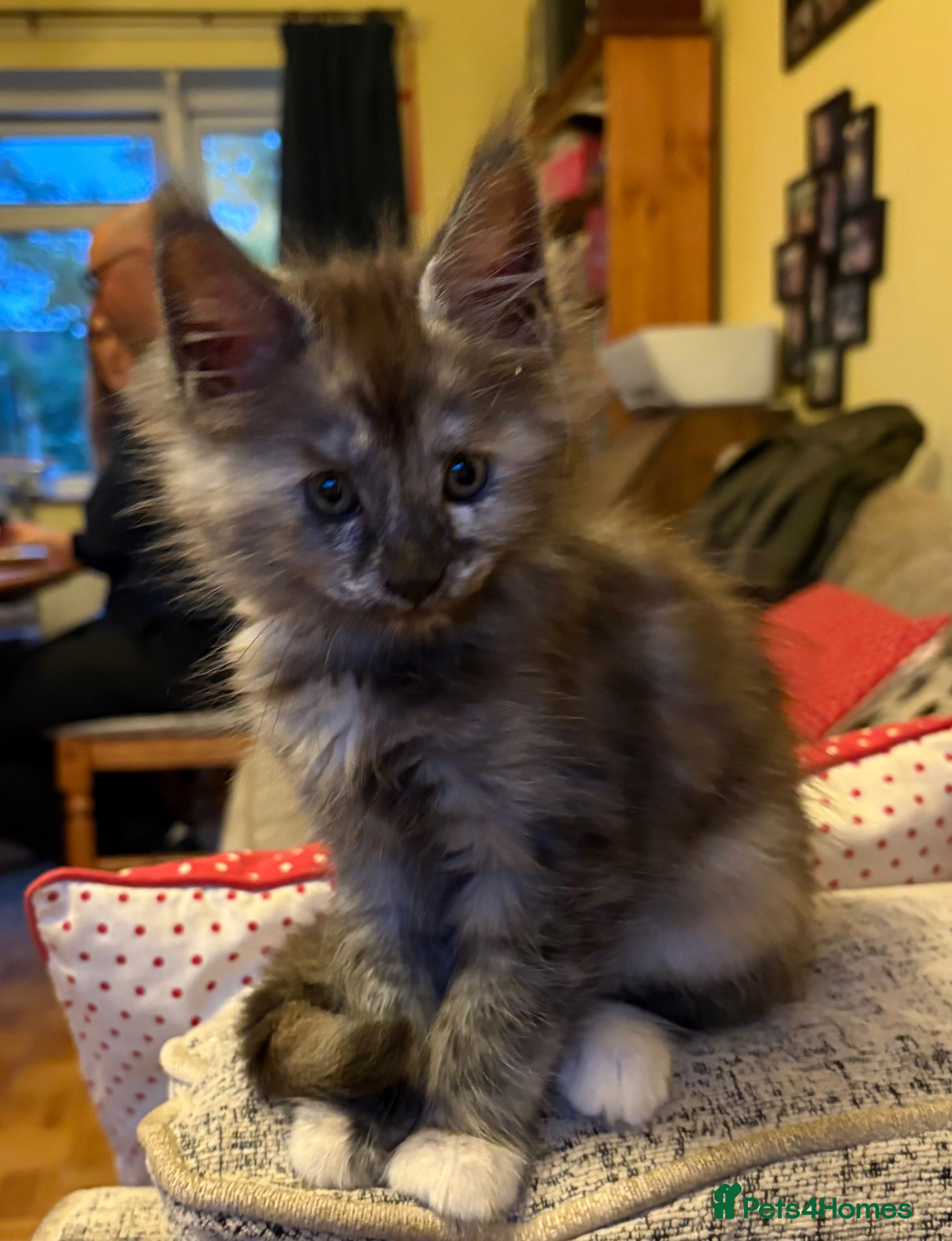Maine Coon cats Maine Coon kittens ❤️❤️❤️❤️ - Advert 2