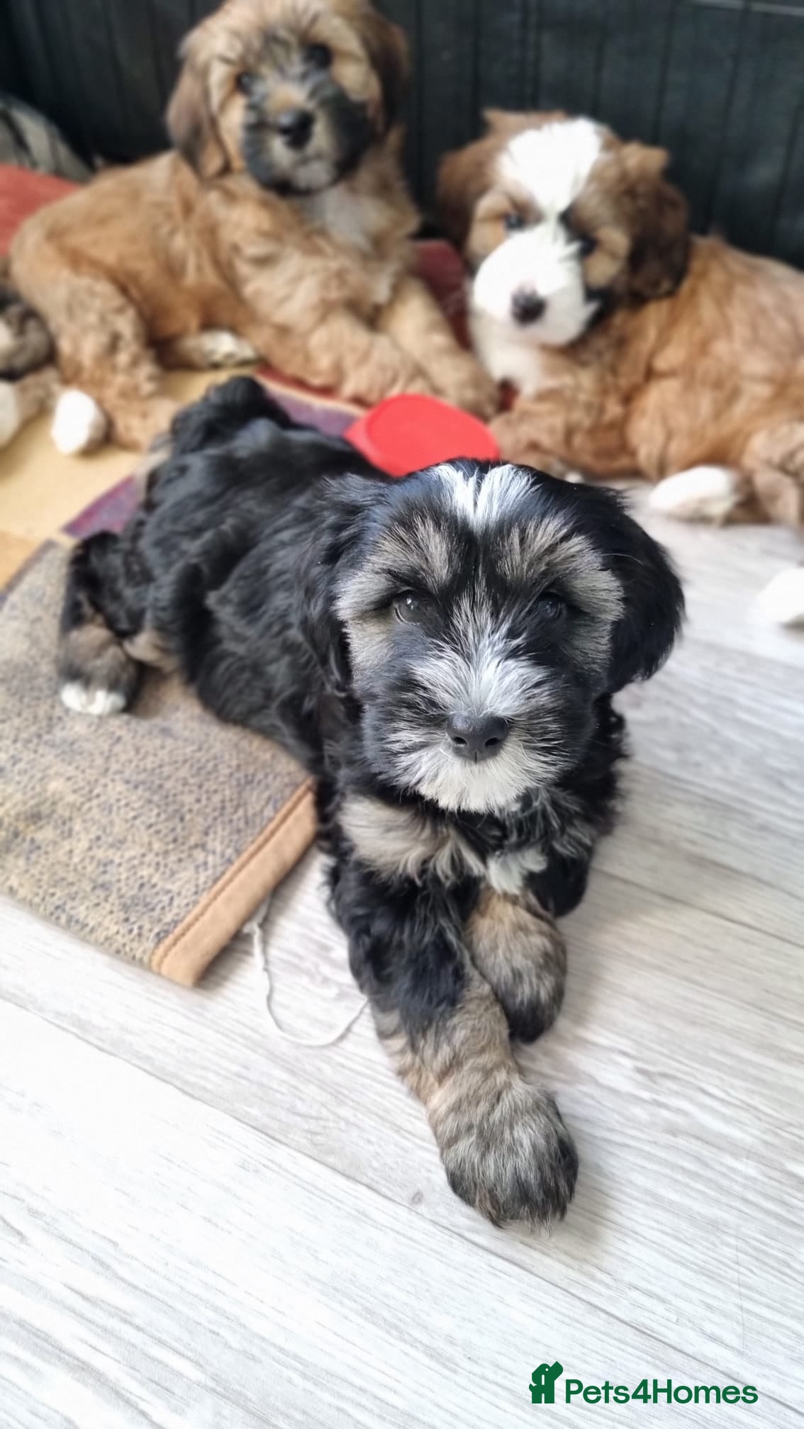 Tibetan Terrier dogs Last BOY READY NOW Tibetan Terrier  - Advert 2