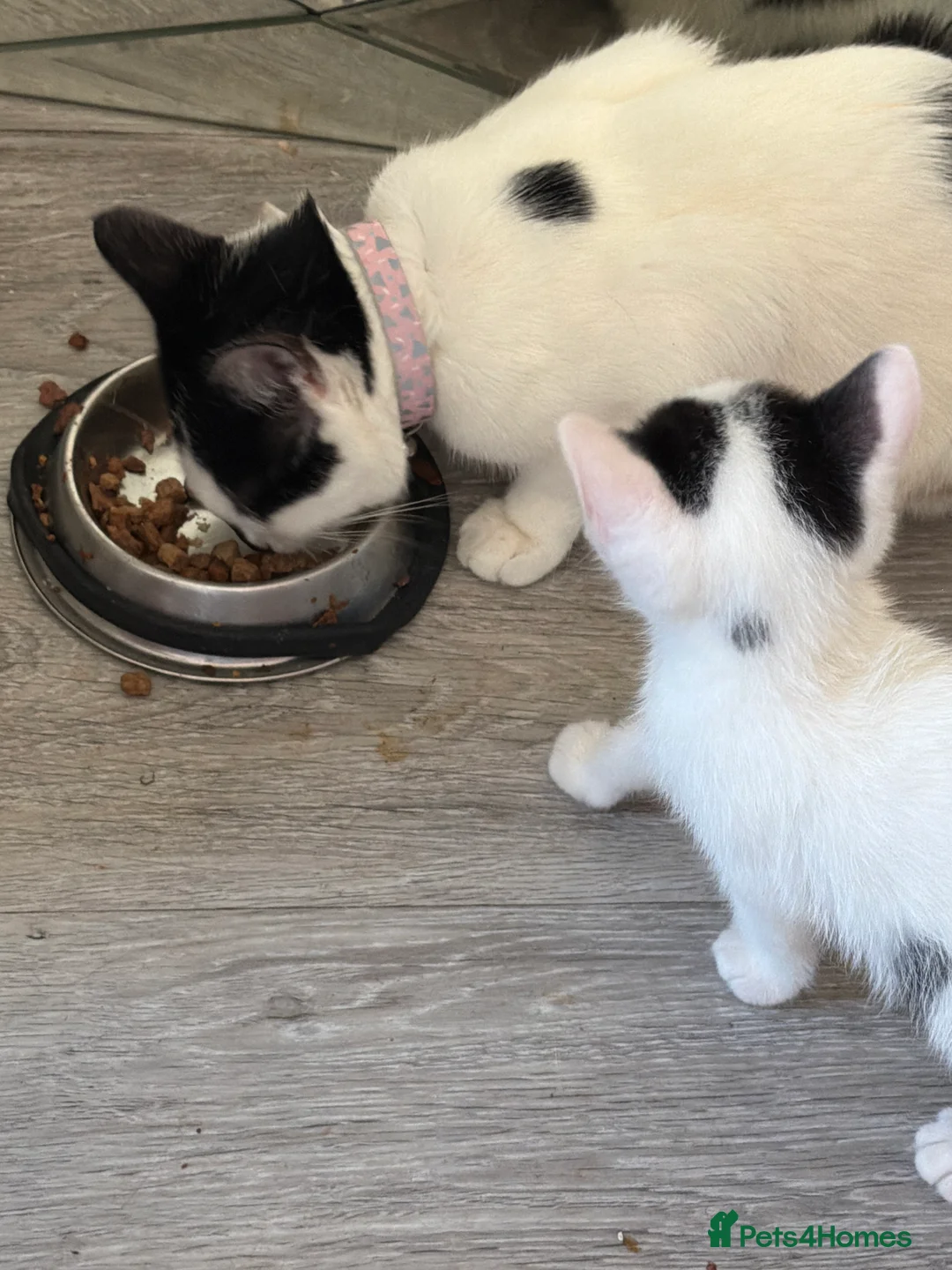 Mixed Breed cats for sale: Narla in Saint Helens - Advert 2