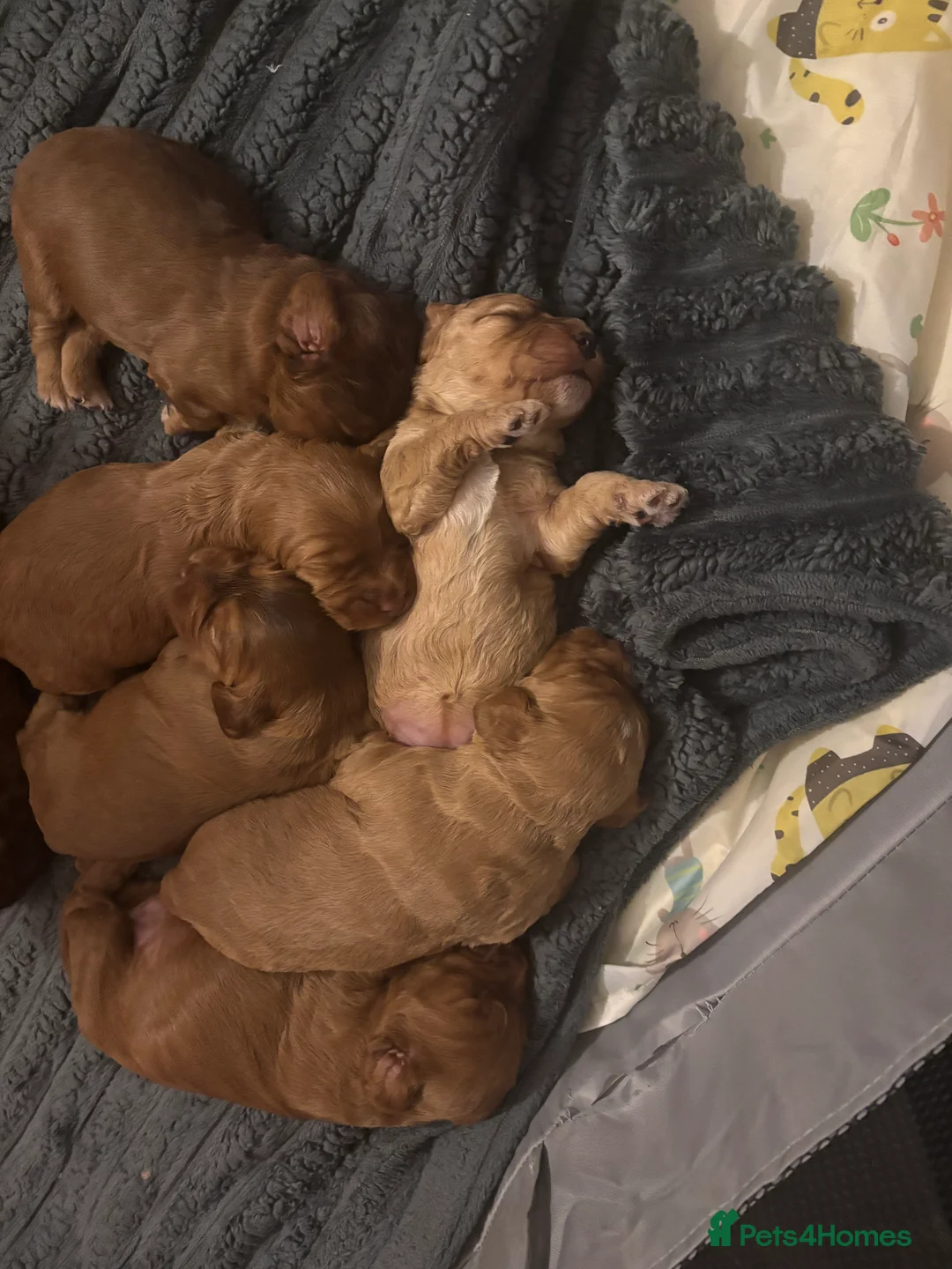 Cockapoo dogs for sale: 8 beautiful cockapoo puppies  - Advert 9